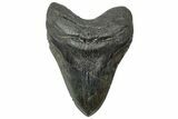 Fossil Megalodon Tooth - Huge River Meg #315440-1